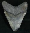 Inch Megalodon Tooth #5190-2